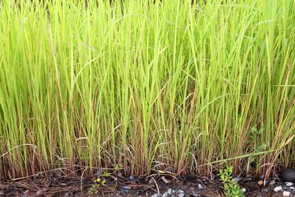 Vetiveröljy Vetiveria zizanoides