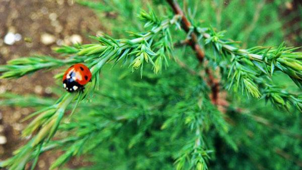 Virginian setriöljy Juniperus virginiana