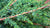 Virginian setriöljy Juniperus virginiana