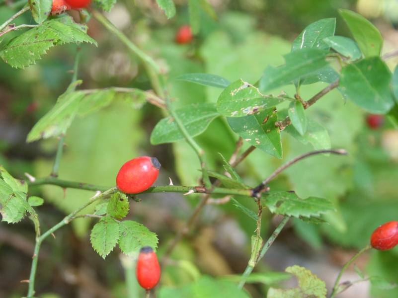 Villiruusunöljy, luonnollinen, luomu Rosa canina