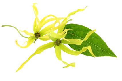Ylang Ylang öljy extra, luomu Cananga odorata