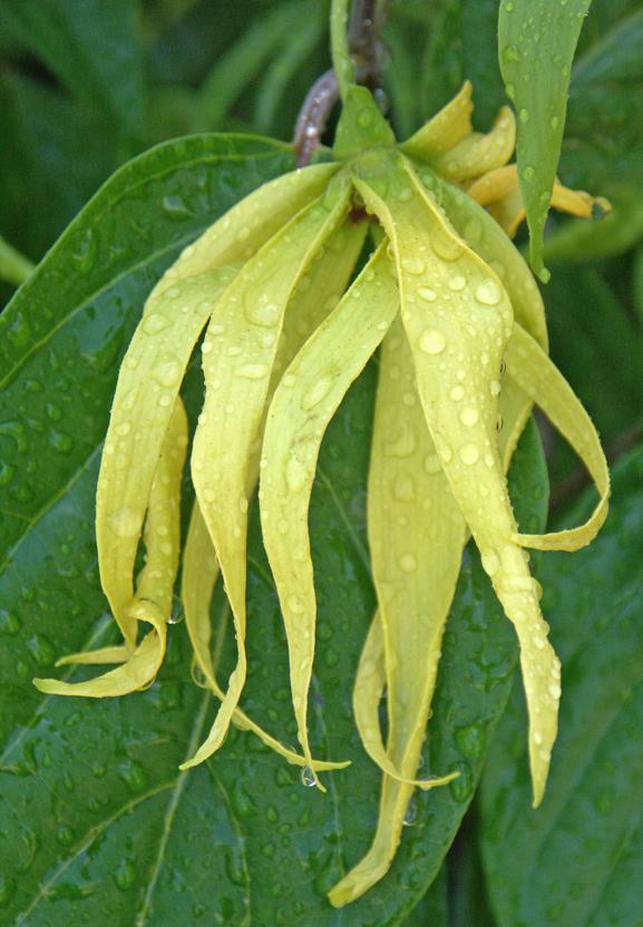 Ylang Ylang-öljy Cananga odorata