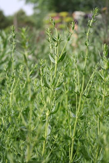 Iisoppiöljy, villikasvu Hyssopus officinalis