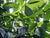 Kanelinlehtiöljy luomu Cinnamomum zeylanicum