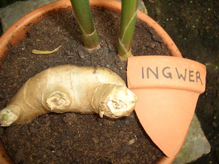 Inkivääriöljy Zingiber officinale