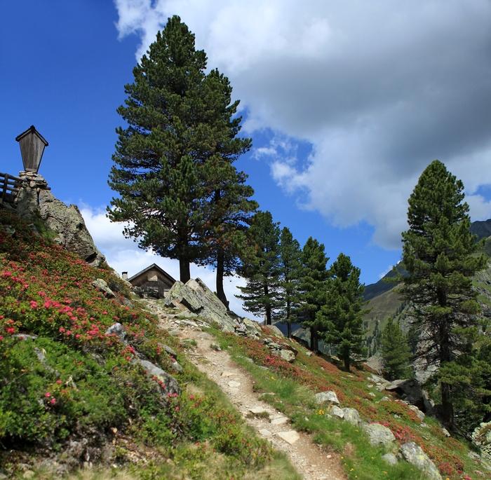 Sembramäntyöljy Pinus cembra