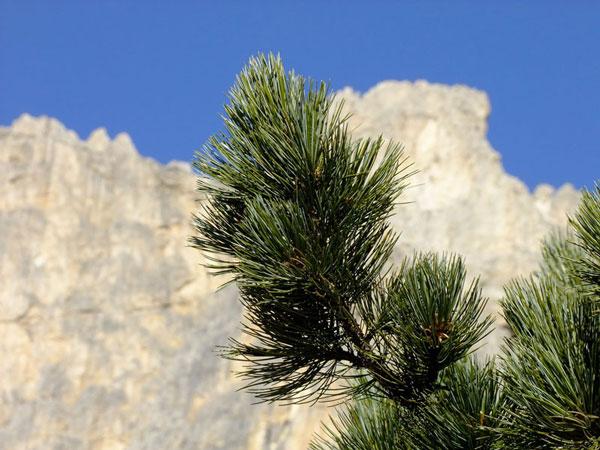 Sembramäntyhydrolaatti luomu - Aqua Pinus cembra
