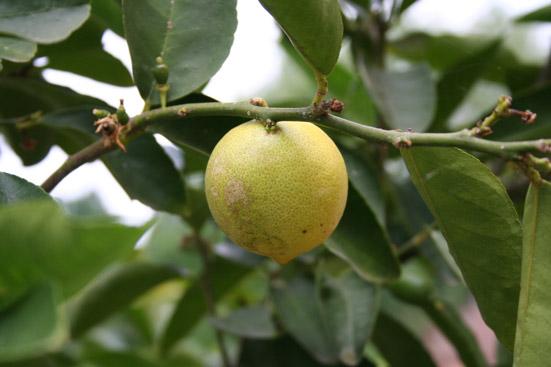 Sitruunaöljy Citrus limon
