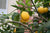 Sitruunaöljy luomu Citrus limon
