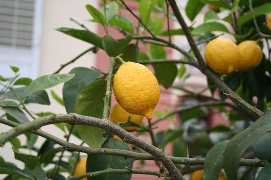 Sitruunaöljy Citrus limon