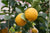 Sitruunaöljy luomu Citrus limon