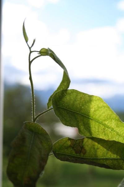 Eukalyptusöljy citriodora luomu Corymbia citriodora