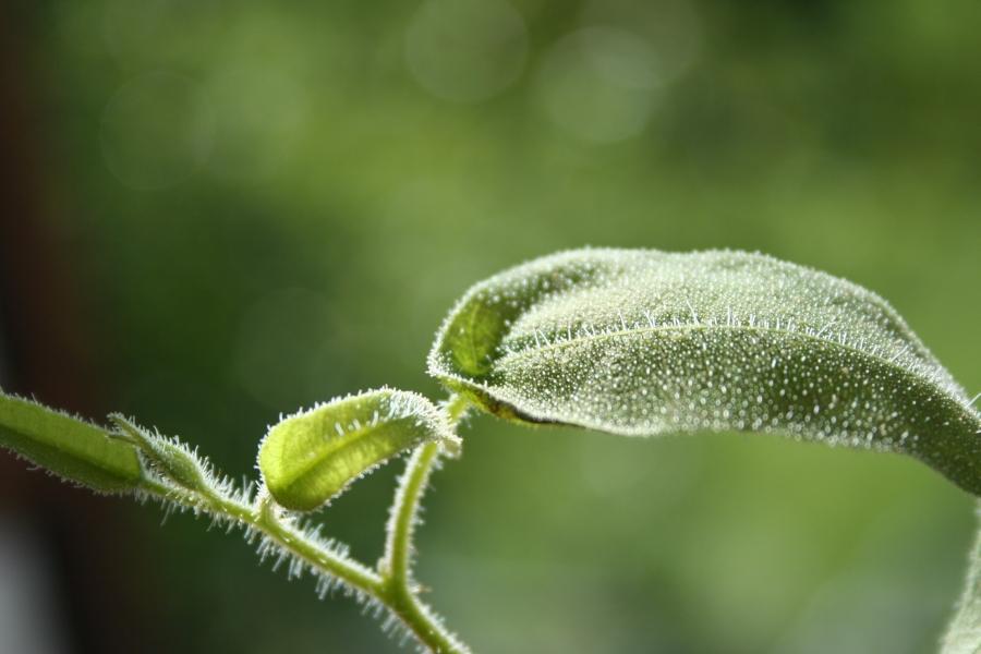 Eukalyptusöljy citriodora luomu Corymbia citriodora