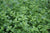 Sitruunamelissaöljy, luomu 10:90 laimennettu jojobaan Melissa officinalis