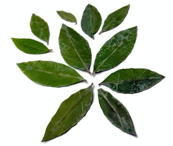 Sitruunamyrttiöljy Backhousia citriodora