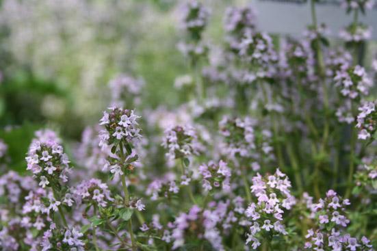 Timjamiöljy (Ct. Thymol) Thymus vulgaris